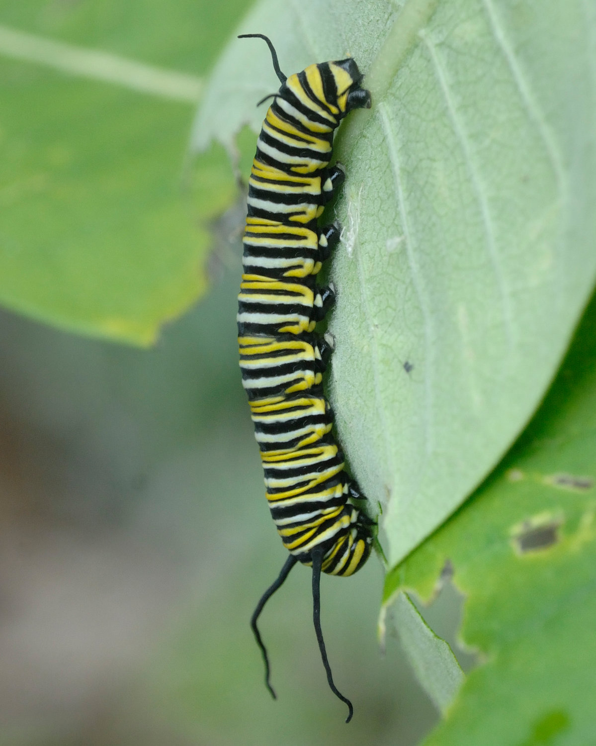 Monarch larvae are very tiny after hatching; they grow quickly as they feed on milkweed leaves. As they grow, they shed their skin, or molt. Each molt is called an instar.  Caterpillars have six true legs at the thorax near its head, then four pairs of prolegs, or temporary legs, for helping them get around in the larval stage. Each proleg has a pad on its bottom which helps caterpillars keep a grip on milkweed leaves. The white spots on this individual's prolegs and its large size indicate that it is in its fifth instar, the last instar before it pupates and forms a chrysalis.....